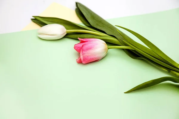 Tulipán Blanco Rosa Sobre Fondo Verde — Foto de Stock