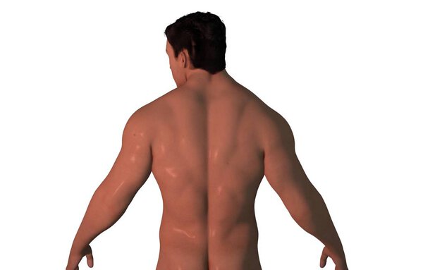 Сильный мужчина вернулся. 3D рендеринг
.