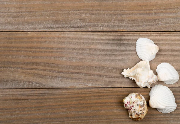 茶色の木の板で貝殻 — ストック写真