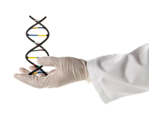 Pesquisador com luva segurando modelo de molécula de DNA — Fotografia de Stock