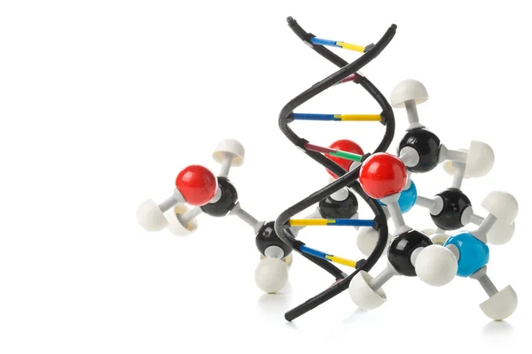 Chemická molekula modelu a model struktury Dna nad bílé pozadí — Stock fotografie