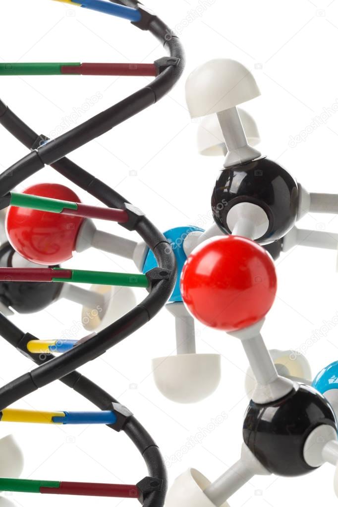 Chemical molecule model and DNA structure model over white backg