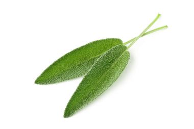 İki taze organik adaçayı yaprakları üzerinde beyaz hasat.