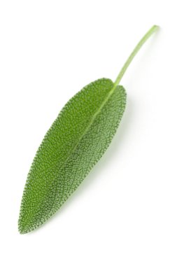 Tek taze organik adaçayı yaprağı üzerinde beyaz hasat.