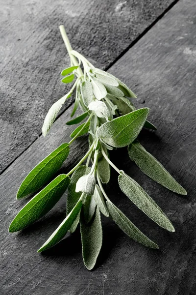 Singolo ramoscello di salvia biologica raccolto fresco — Foto Stock