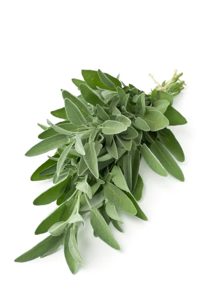 Single fresh harvested organic bundle of sage twigs — Stock Photo, Image