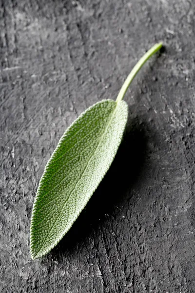 Singola foglia di salvia biologica fresca raccolta su fondo scuro — Foto Stock