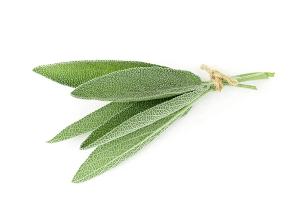 Bundled fresh harvested organic sage leaves over white — Stock Photo, Image