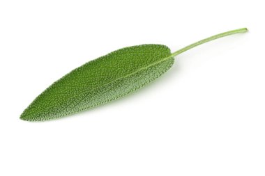 Tek taze organik adaçayı yaprağı üzerinde beyaz hasat.