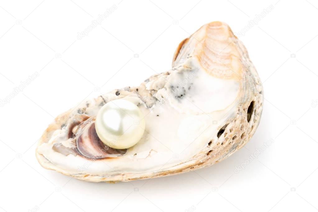 Single pearl in oyster sea shell 