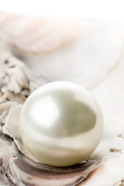 Single pearl in oyster sea shell close up — Stock Photo, Image