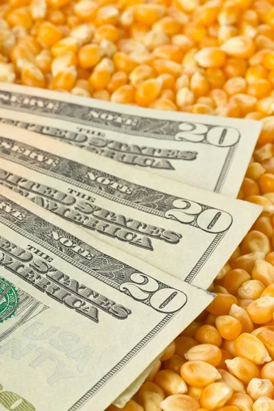 Dollar banknotes on corn or maize kernels background