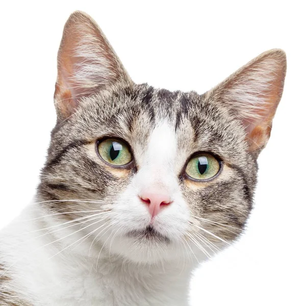 Close up portrait of young domestic cat kitten isolated on white — Stock Photo, Image