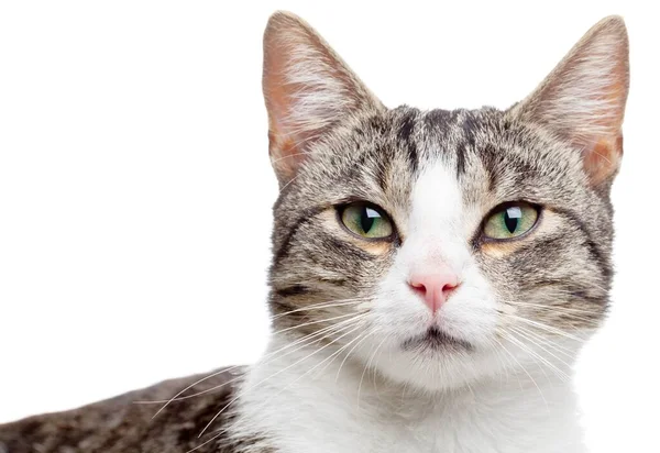 Detail Portrét Mladé Domácí Kočka Kotě Izolované Bílém Pozadí — Stock fotografie