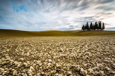 Val D'Orcia, Toskana (İtalya içinde izole selvi)