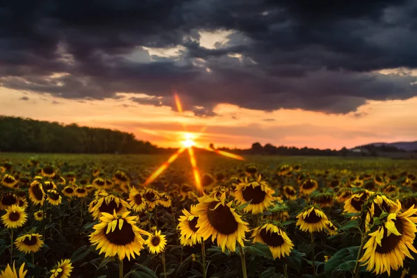 Ett fält av solrosor i solnedgången — Stockfoto