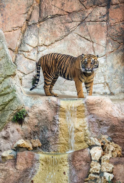 Un tigre en un parque natural — Foto de Stock