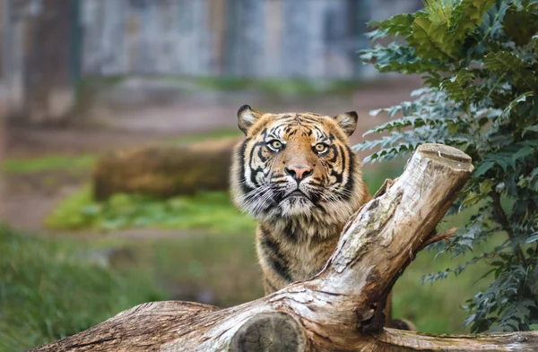 Un tigre en un parque natural —  Fotos de Stock