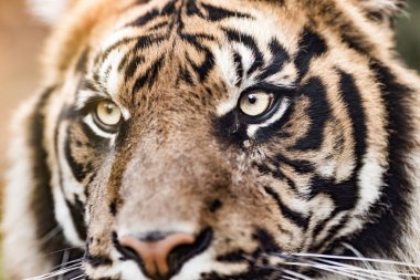 Kaplan, en büyük kedi bir close-up