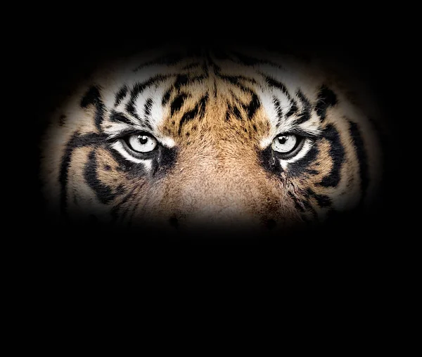 Глаза тигра — стоковое фото