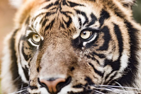 Un primer plano del tigre, el felino más grande — Foto de Stock