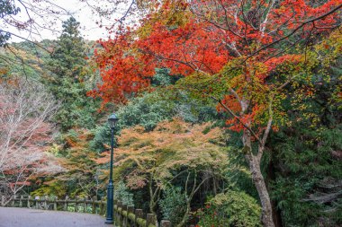 Renk değişimi Japonya'da bırakır