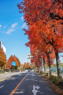 Renk değişimi Japonya'da bırakır