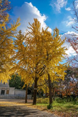 Renk değişimi Japonya'da bırakır