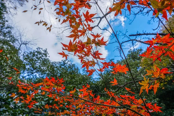 Hinterlässt Farbwechsel Japan — Stockfoto