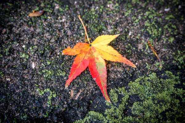 Feuilles Changement Couleur Japon — Photo