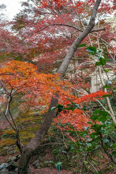 Pozostawia Zmianę Koloru Japonii — Zdjęcie stockowe