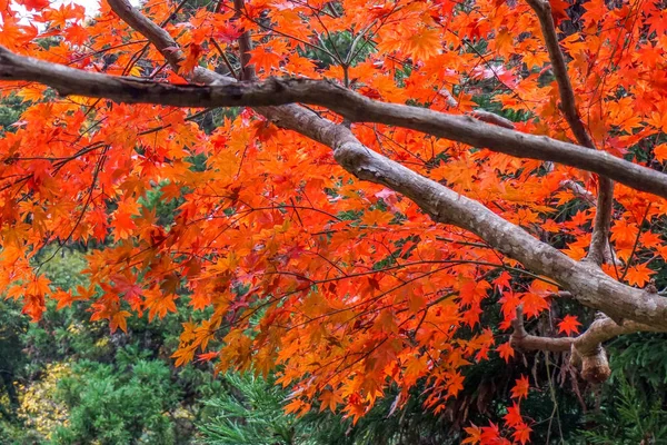 Hinterlässt Farbwechsel Japan — Stockfoto