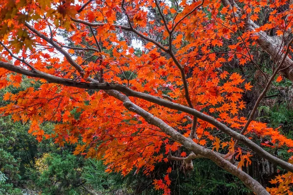 Изменение Цвета Листьев Японии — стоковое фото