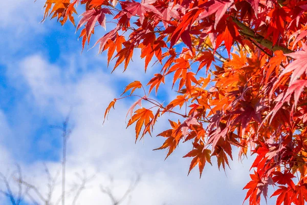 日本的叶子颜色变化 — 图库照片