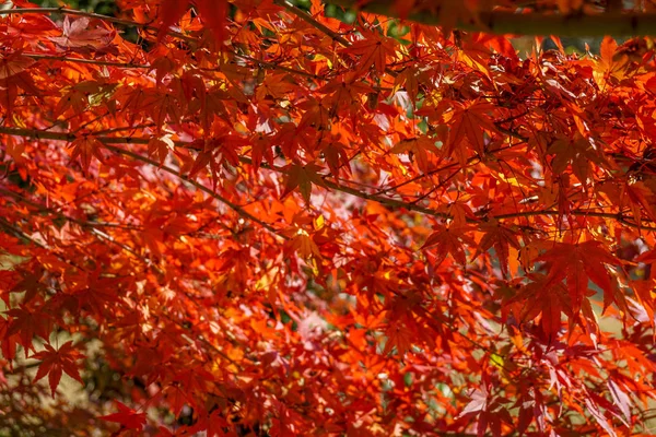 Hinterlässt Farbwechsel Japan — Stockfoto