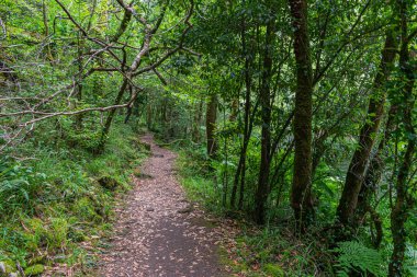 Zengin Atlantik ormanı kumlu bir yol ile kesişiyor.