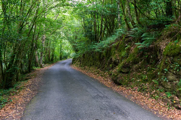 Zengin Atlantik ormanı kumlu bir yol ile kesişiyor.