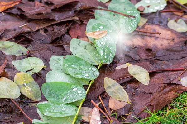 Suché a zelené listy na zemi s kapkami rosy — Stock fotografie