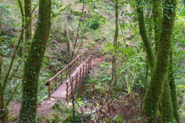 Fragas do Eume nehri üzerindeki ahşap köprü.