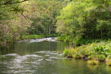 Fragas do Eume Parkı 'ndaki Eume Nehri