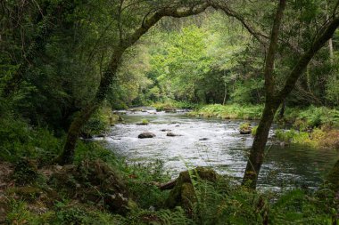 Fragas do Eume Parkı 'ndaki Eume Nehri
