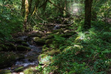 Fragas do Eume Parkı 'ndaki Eume Nehri