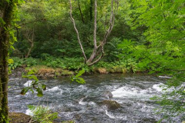 Fragas do Eume Parkı 'ndaki Eume Nehri