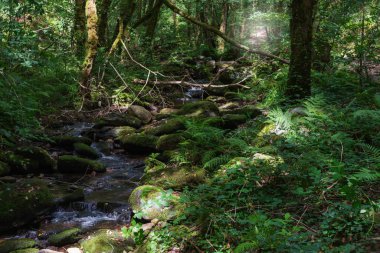 Fragas do Eume Parkı 'ndaki Eume Nehri