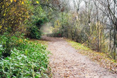 Sonbaharda kuru yapraklarla kaplı patika