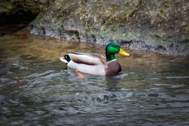 Ördek nehirde Anas platyrhynchos