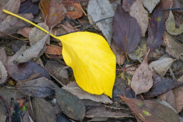 Žlutý list na zemi ze sušených listů — Stock fotografie