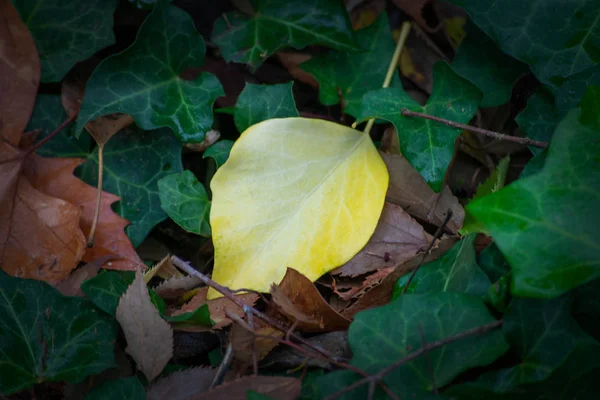 Geel blad op de grond van groene bladeren — Stockfoto