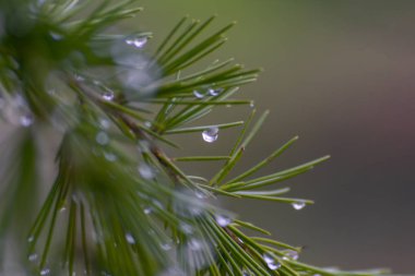 Çam ağacı yapraklarındaki çiğ damlaları