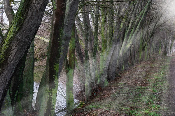 Camino con árboles a los lados y rayos de sol — Foto de Stock